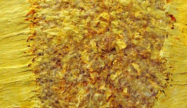 Nidelric pugio. Image credit: Derek Siveter, Oxford University.