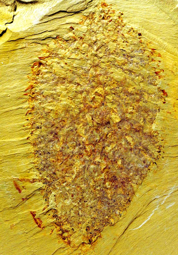 Nidelric pugio. Image credit: Derek Siveter, Oxford University.