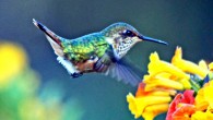 The volcano hummingbird (Selasphorus flammula), a tiny bird that is a resident breeder in the highlands from Costa Rica to Panama. Image credit: Dick Daniels, www.carolinabirds.org / CC BY-SA 3.0.