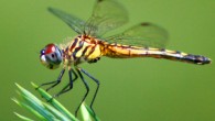 The Blue dasher, female, photographed in Skaneateles, NY. Image credit: R.A. Nonenmacher / CC BY-SA 3.0.
