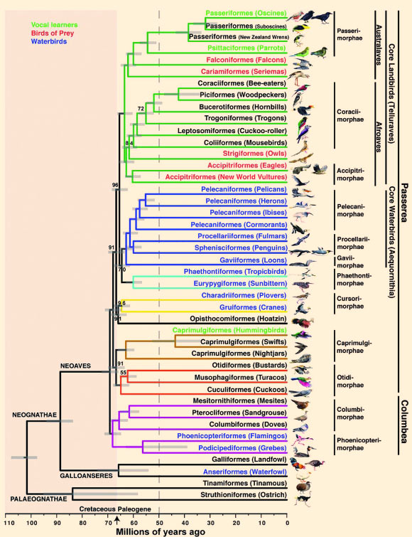 Genome-scale phylogeny of birds. Image credit: Erich D. Jarvis.