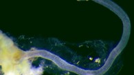 A close-up view of a male Osedax priapus. Scale bar - 0.3 mm. Image credit: Greg Rouse.