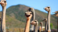 Mutations that eliminated enamel and dentin from the teeth of modern birds - an event which eventually led to toothless beaks - began about 116 million years ago, according to a new study. Image credit: Michael Day / CC BY 2.0.