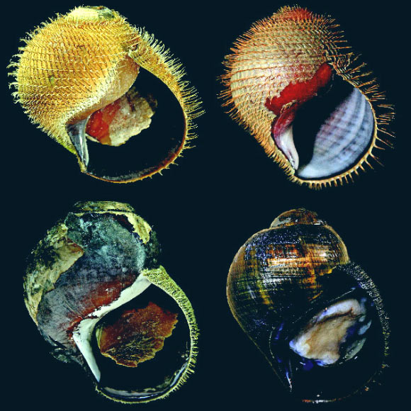 Alviniconcha kojimai, A. adamantis, A. marisindica and A. boucheti (clockwise). Image credit: Shannon B. Johnson et al.