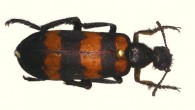 Hycleus marcipoli, male, in dorsal view. Image credit: Pan Z et al.