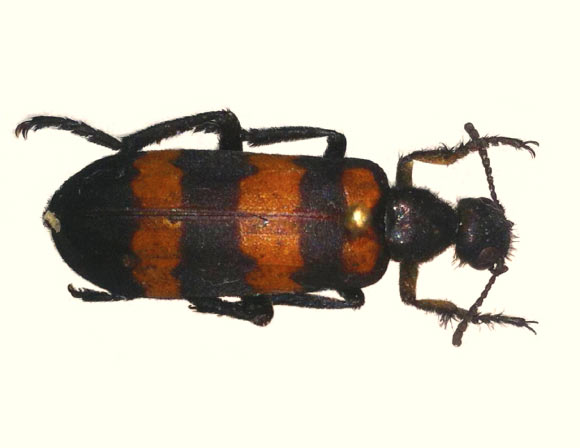 Hycleus marcipoli, male, in dorsal view. Image credit: Pan Z et al.