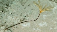 Newly discovered species of sea lily. Image credit: Charles Messing.