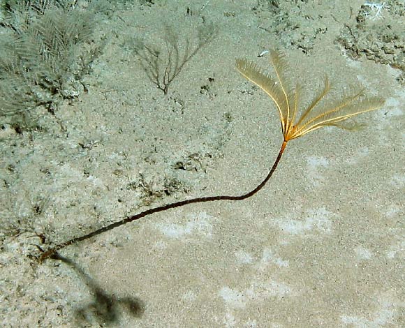 Newly discovered species of sea lily. Image credit: Charles Messing.