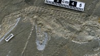 Eohupehsuchus brevicollis. Image credit: Chen X-h et al.