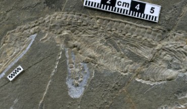 Eohupehsuchus brevicollis. Image credit: Chen X-h et al.