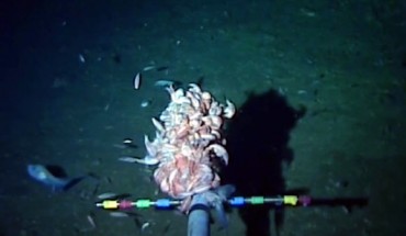 This snailfish (bottom-left of the image) at 8,145 meters is a record for the deepest fish ever filmed; small amphipods are visible in the center. Image credit: University of Aberdeen.