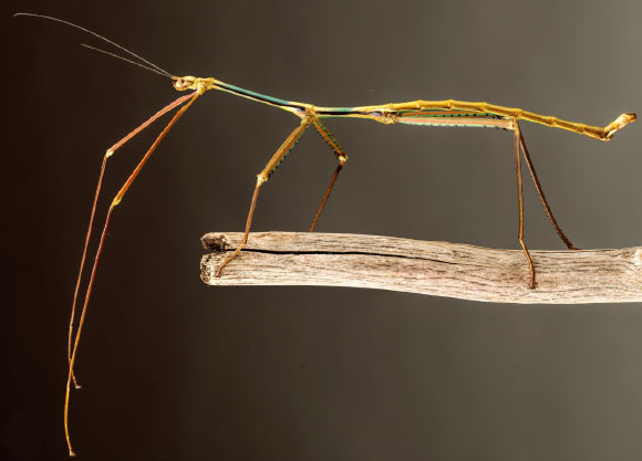 Phryganistria tamdaoensis, male. Image credit: Joachim Bresseel / Jerome Constant.