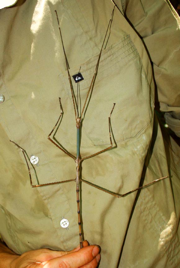 Phobaeticus trui, male. Image credit: Joachim Bresseel / Jerome Constant.