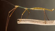 Phryganistria tamdaoensis, male. Image credit: Joachim Bresseel / Jerome Constant.