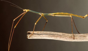 Phryganistria tamdaoensis, male. Image credit: Joachim Bresseel / Jerome Constant.