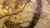 Carboniferous fish Acanthodes bridgei. Image credit: Gengo Tanaka et al.