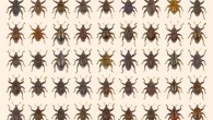 These are the 98 new species of Trigonopterus plus T. amphoralis (row 1, 7th from left), a species lost since 1922. Image credit: Alexander Riedel.