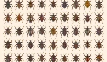 These are the 98 new species of Trigonopterus plus T. amphoralis (row 1, 7th from left), a species lost since 1922. Image credit: Alexander Riedel.