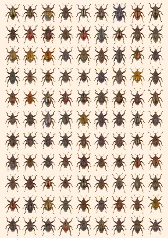 These are the 98 new species of Trigonopterus plus T. amphoralis (row 1, 7th from left), a species lost since 1922. Image credit: Alexander Riedel.