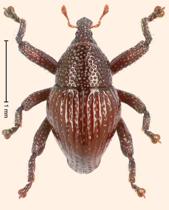 Trigonopterus attenboroughi. Image credit: Alexander Riedel.