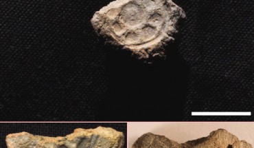 These ancient anepigraphic clay seals were found on a dig site in southern Israel; they offer evidence of government activity in the 10th century BC, a time when many scholars said a kingdom could not exist in the region. Scale bar in the upper image – 1 cm. Image credit: N. E. Greene, University of Wisconsin-Madison / B. J. Hartzell.