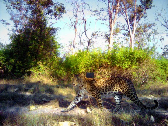 A strolling leopard in the Bandipur National Park and Tiger Reserve seems to have a camera trap strapped to its back. Image credit: WCS India.