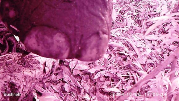 A damaged camera trap after a forest elephant got through with it in the Lope National Park. Image credit: WCS Gabon.
