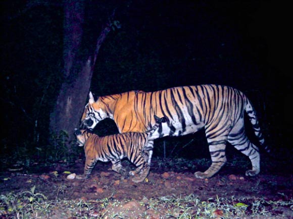 A tiger and its curly-tailed cub on a stroll in the Bhadra Tiger Reserve where Wildlife Conservation Society has worked since the 1980s, and tiger numbers have rebounded. Image credit: WCS India.