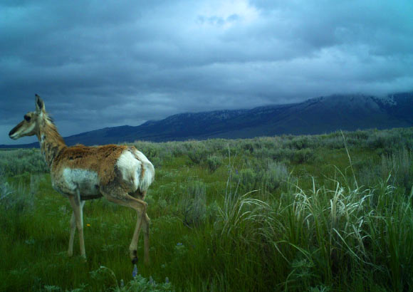 A pronghorn strikes a stately pose in the Greater Yellowstone Ecosystem where biologists from the Wildlife Conservation Society are studying the effects of exurban development on wildlife. Image credit: WCS North America Program.