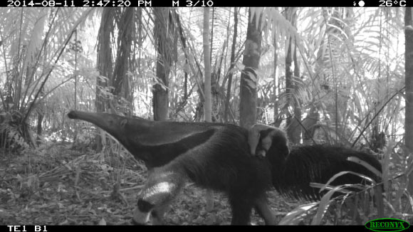 A baby giant anteater hitches a ride on its mother’s back in Manu National Park, where Wildlife Conservation Society scientists do landscape conservation work. Image credit: SERNAP / WCS.