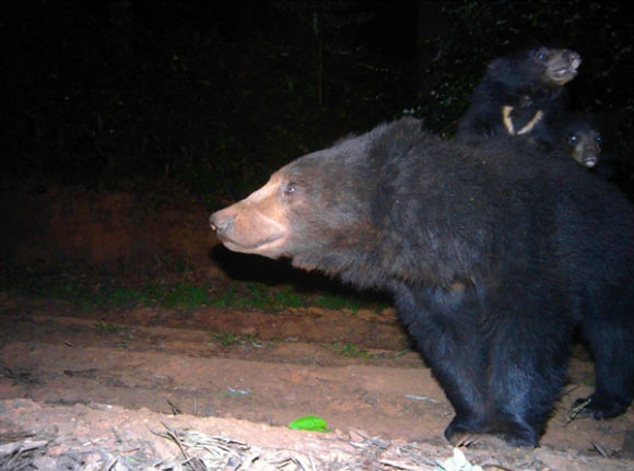 A sloth bear mother and its two cubs pay a visit in the Bandipur National Park and Tiger Reserve. Image credit: WCS India.