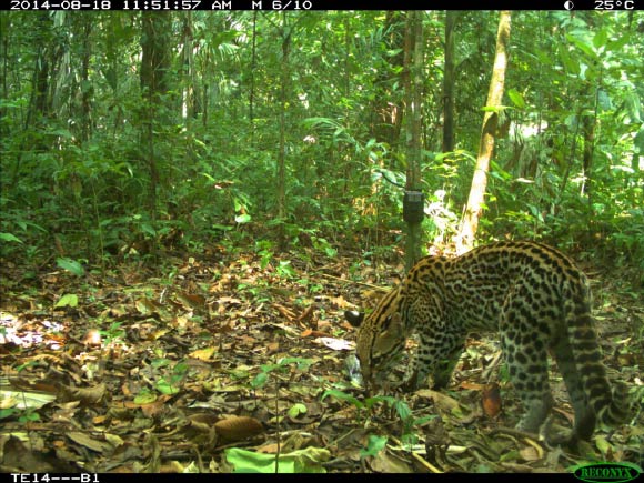 An ocelot inspects a camera trap station in Manu National Park, Peru. Image credit: SERNAP / WCS.