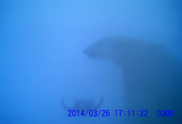 A ghostly-looking polar bear checks out a muskoxen skull on Wrangell Island. Image credit: WCS / Joel Berger.