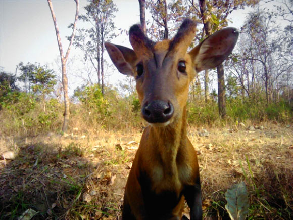 A muntjac takes a selfie in the Bhadra Tiger Reserve – tiger prey species have doubled in recent years due to good management. Image credit: WCS India.