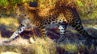 A strolling leopard in the Bandipur National Park and Tiger Reserve seems to have a camera trap strapped to its back. Image credit: WCS India.