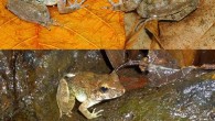 Limnonectes larvaepartus is unique among frogs in having both internal fertilization and birth of tadpoles. Top: male, left, and female. Bottom: an adult male observed calling while perched on the edge of a small pool 2 m away from a 2 m wide stream; several tadpoles were present in the pool including the two visible within the yellow circle. Image credit: Jimmy McGuire.