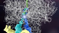 The Rqc2 protein (yellow) binds tRNAs (dark blue, teal) which add amino acids (bright spot in middle) to a partially made protein (green); the complex binds the ribosome (white). Image credit: Janet Iwasa / University of Utah.