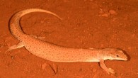 The Dampier Peninsula goanna (Varanus sparnus). Image credit: R. Ellis.