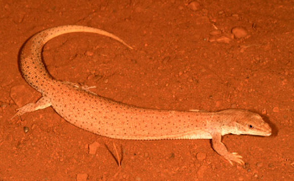 The Dampier Peninsula goanna (Varanus sparnus). Image credit: R. Ellis.