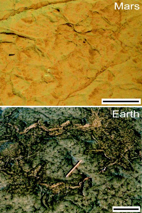 Comparison of cracks in Gillespie Lake outcrop, top, with cracks on the surface of a modern microbial mat photographed at Bahar Alouane, Tunisia. Scale bars - 15 cm. Credit: NASA / Nora Noffke.