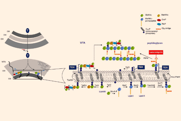Model for the mechanism of action of teixobactin: lipid II, precursor of peptidoglycan, is synthesized in the cytoplasm and flipped to the surface of the inner membrane by MurJ or FtsW; lipid III, a precursor of wall teichoic acid (WTA), is similarly formed inside the cell and WTA lipid-bound precursors are translocated across the cytoplasmic membrane by the ABC-transporter TarGH. Teixobactin (TEIX) forms a stoichiometric complex with cell wall precursors, lipid II and lipid III. Abduction of these building blocks simultaneously interrupts peptidoglycan (right), WTA (left) biosynthesis as well as precursor recycling. Binding to multiple targets within the cell wall pathways obstructs the formation of a functional cell envelope. The producer of teixobactin is a gramnegative bacterium which is protected from this compound by exporting it outside of its outer membrane permeability barrier; the target gram-positive organisms do not have an outer membrane. CM - cytoplasmic membrane; CW - cell wall; OM - outer membrane; LTA - lipoteichoic acid; WTA - wall teichoic acid. Image credit: Losee L. Ling et al.
