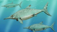 A school of ichthyosaurs. Image credit: Dmitry Bogdanov / CC BY 3.0.