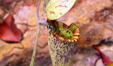 Ant drinking nectar from the peristome of a Raffles' pitcher-plant (Nepenthes rafflesiana). Image credit: NepGrower / CC BY 2.5.