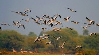 Bar-headed geese (Anser indicus) in Bharatpur, Rajasthan, India. Image credit: J.M.Garg / CC BY-SA 3.0.
