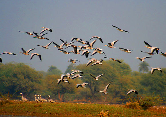 Bar-headed geese (Anser indicus) in Bharatpur, Rajasthan, India. Image credit: J.M.Garg / CC BY-SA 3.0.