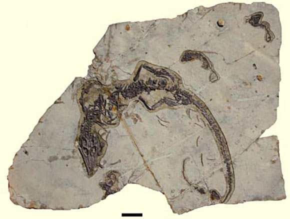 Philydrosaurus: adult and juveniles. Scale bar - 5 cm. Image credit: Junchang Lu et al.