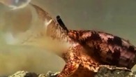The Geography cone snail (Conus geographus) attempting to capture fish prey; as the snails approach potential prey, they release a specialized insulin into the water, along with neurotoxins that inhibit sensory circuits, resulting in hypoglycemic, sensory-deprived fish that are easier to engulf with their large, distensible false mouths; once engulfed, powerful paralytic toxins are injected by the snail into each fish. Image credit: Jason Biggs / Baldomero Olivera.