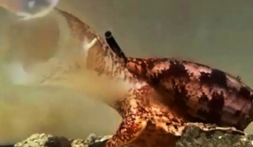 The Geography cone snail (Conus geographus) attempting to capture fish prey; as the snails approach potential prey, they release a specialized insulin into the water, along with neurotoxins that inhibit sensory circuits, resulting in hypoglycemic, sensory-deprived fish that are easier to engulf with their large, distensible false mouths; once engulfed, powerful paralytic toxins are injected by the snail into each fish. Image credit: Jason Biggs / Baldomero Olivera.