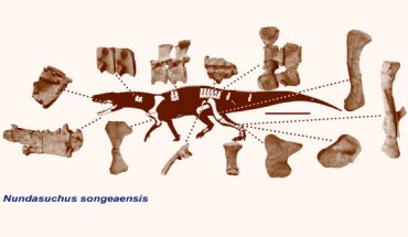 Skeleton of Nundasuchus songeaensis, illustrating the elements found. Scale bar - 50 cm. Image credit: Sterling Nesbitt / Sci-News.com.
