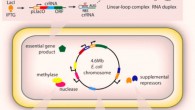 Design of multilayered genetic safeguards: riboregulation, engineered addiction, auxotrophy and supplemental repressors. Image credit: Ryan R. Gallagher et al.